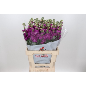 MATTH IRON ROSE CERISE