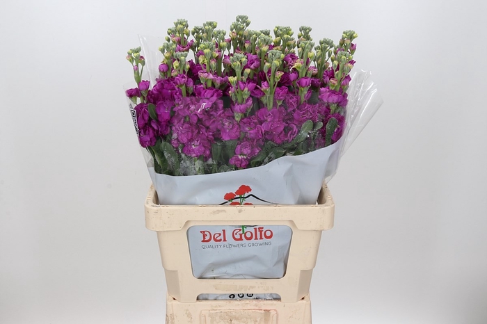 <h4>MATTH IRON ROSE CERISE</h4>