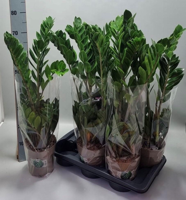 <h4>ZAMIO ZAMIIFOLIA</h4>