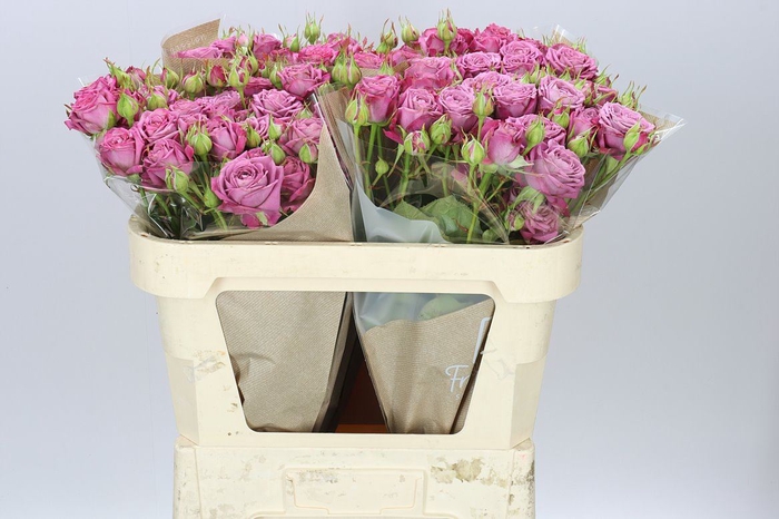 Rosa Tr Purple Queen X5