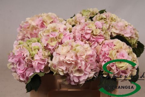 <h4>HYDR M CH VERENA CL</h4>