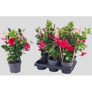 MANDE SUN RED