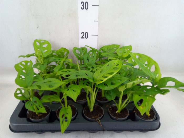 <h4>Monstera obliqua 'Monkey Mask'</h4>