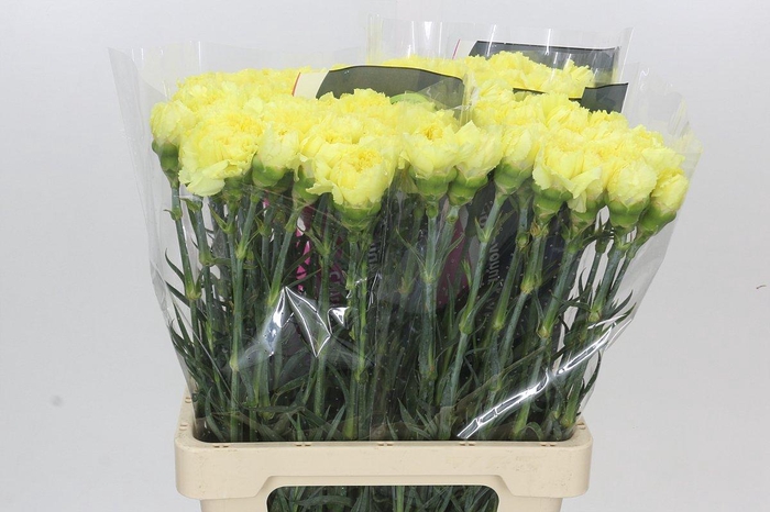 <h4>Dianthus St Zelda</h4>