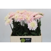 Dahlia Silver Years