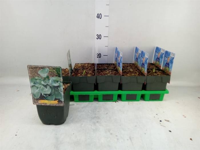 <h4>Hosta   ...</h4>