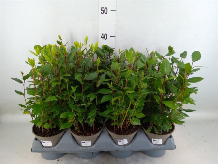 <h4>Laurus nobilis</h4>