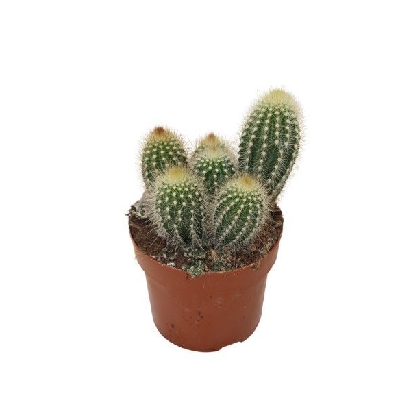<h4>Pilosocereus Chrysotele</h4>