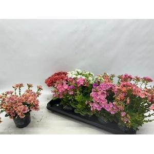 LEWI CO HAPPY CO GEM