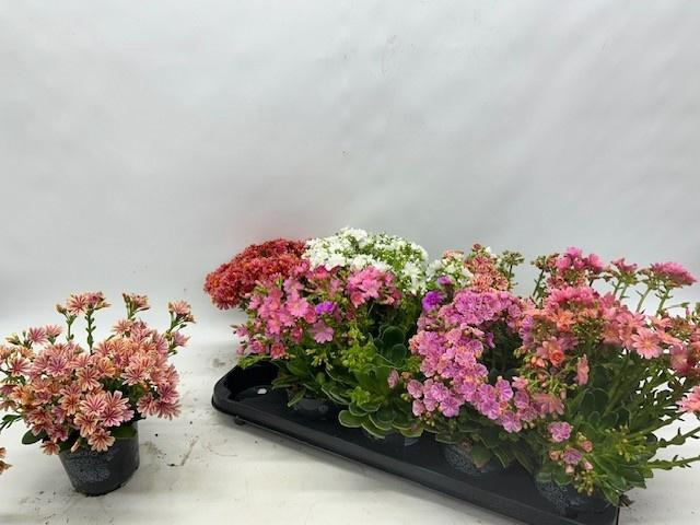 <h4>LEWI CO HAPPY CO GEM</h4>