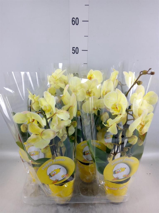 <h4>Phalaenopsis   ...</h4>