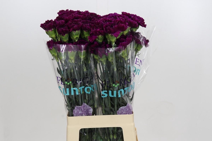 <h4>Dianthus St Florigene Moontea</h4>