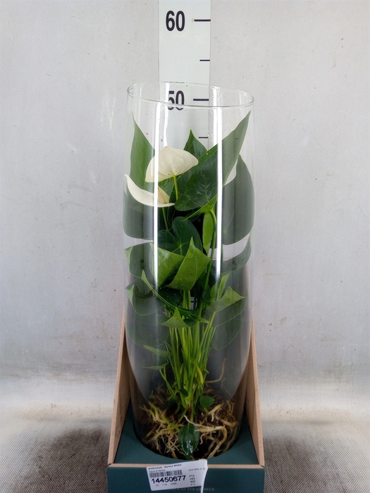 <h4>Anthurium  'Karma White'</h4>
