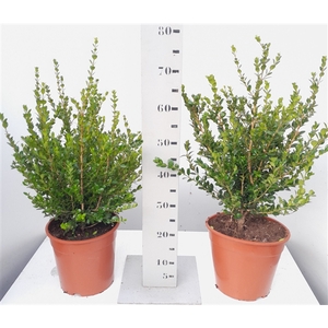 Buxus microphylla Faulkner struik 40-50 p24