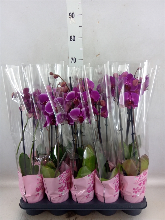 <h4>Phalaenopsis   ...lilac</h4>