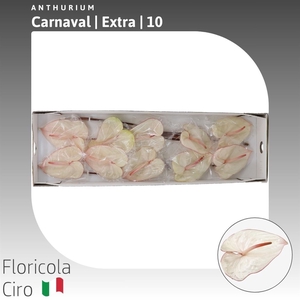 Anthurium Carnaval | Extra