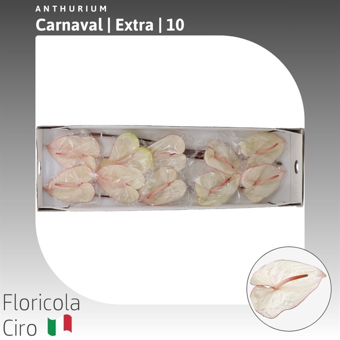 <h4>Anthurium Carnaval | Extra</h4>