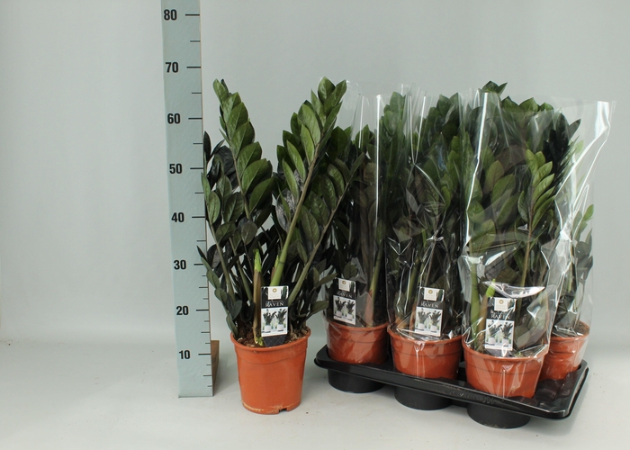 <h4>ZAMIO RAVEN</h4>