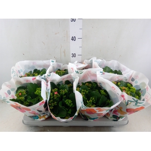 Kalanchoe blos.   ..mix in pot