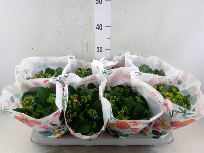 <h4>Kalanchoe blos.   ..mix in pot</h4>