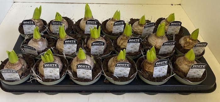 <h4>9 cm Hyacint White Pearl in olijfgroene pot</h4>