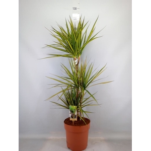 Dracaena marg. 'Sunray'