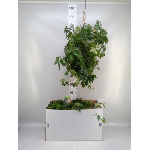 Cissus rhombifolia 'Ellen Danica'