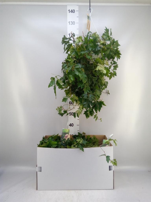 <h4>Cissus rhombifolia 'Ellen Danica'</h4>