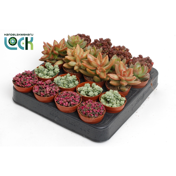 <h4>SEDUM OVERIG</h4>