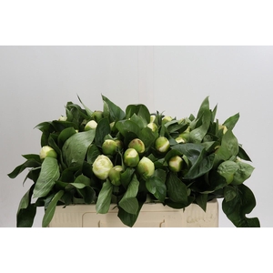 Paeonia Lact. Bridal  Shower