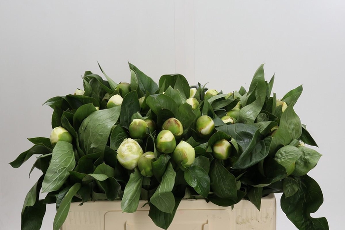 <h4>Paeonia Lact. Bridal  Shower</h4>