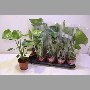 Monstera Deliciosa