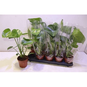 Monstera Deliciosa