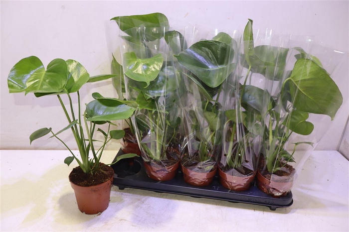 <h4>Monstera Deliciosa</h4>