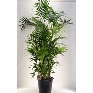 KENTIA - P44 H250 - 20PP (Howea forsteriana)