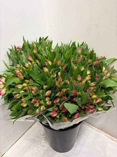 <h4>ALSTR BUBBLICIOUS</h4>