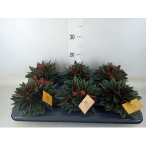 Peperomia caperata 'Rosso'