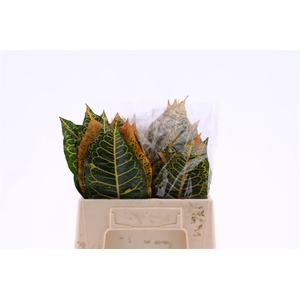 Croton Leaf Mix Sg