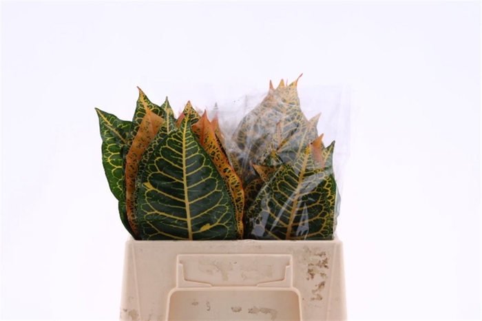 Croton Leaf Mix Sg