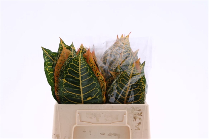 <h4>Croton Leaf Mix Sg</h4>
