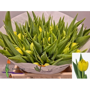 TU DU DOUBLE TROUBLE