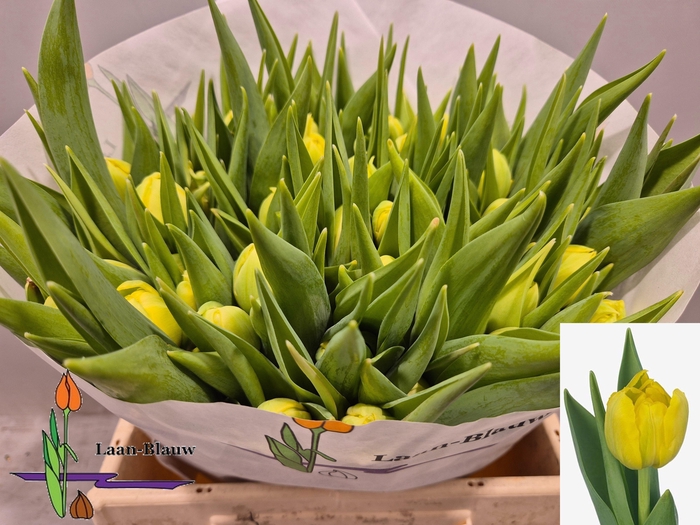 <h4>TU DU DOUBLE TROUBLE</h4>