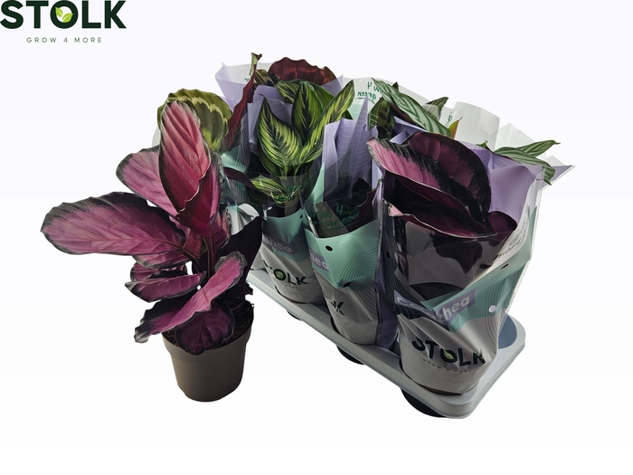 <h4>CALAT GEM 4 SRT</h4>