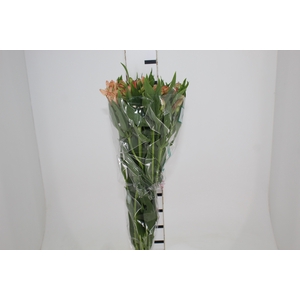 ALSTROEMERIA CANYON 080 CM
