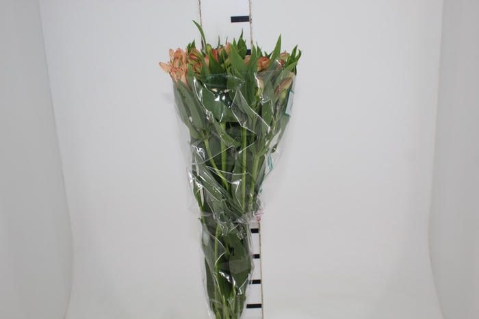 <h4>ALSTROEMERIA CANYON 080 CM</h4>