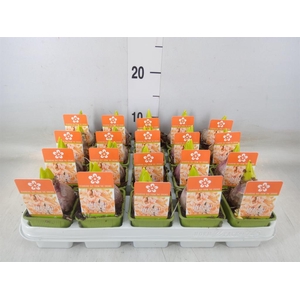 Hyacinthus orie. 'Gipsy Queen'