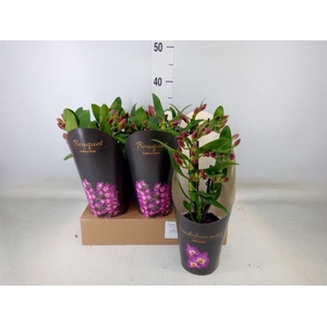 Dendrobium nob. 'Bouquet Prpl Rain'