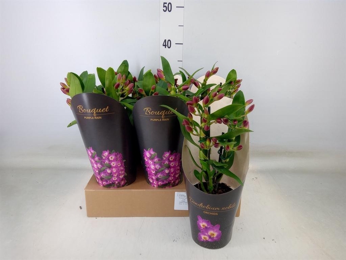 <h4>Dendrobium nob. 'Bouquet Prpl Rain'</h4>