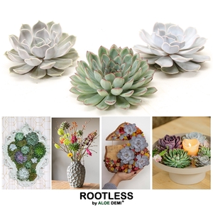 ROOTLESS Echeveria mix 12-14 cm, solo