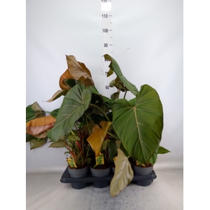 Philodendron   ...